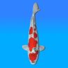 Koï Japon Goshiki mâle éleveur Kawakami 46cm