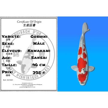 Koï Japon Goshiki mâle éleveur Kawakami 46cm