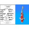 Koï Japon Goshiki mâle éleveur Kawakami 46cm