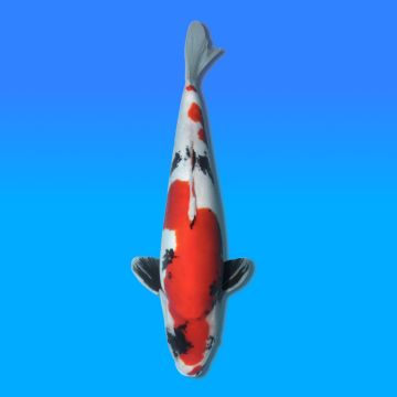 Koï Japon Doitsu Showa mâle éleveur Shinoda 46cm