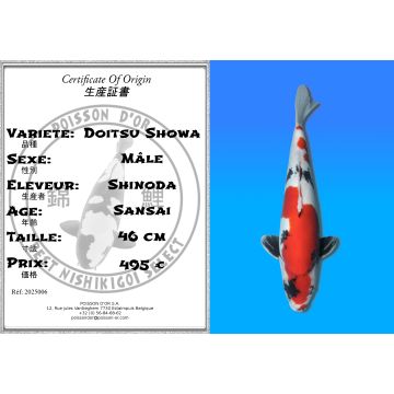 Koï Japon Doitsu Showa mâle éleveur Shinoda 46cm