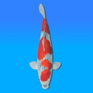 Koï Japon Goshiki mâle éleveur Kawakami 46cm