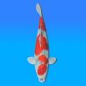 Koï Japon Goshiki mâle éleveur Kawakami 46cm