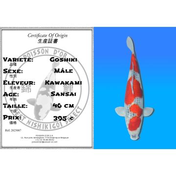 Koï Japon Goshiki mâle éleveur Kawakami 46cm