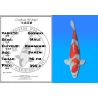 Koï Japon Goshiki mâle éleveur Kawakami 46cm