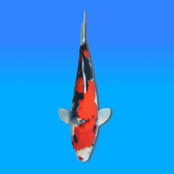 Koï Japon Showa mâle éleveur Isa 47cm