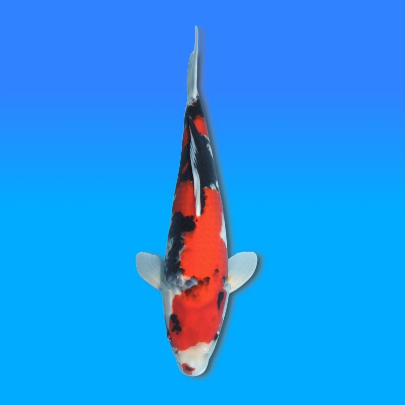 Koï Japon Showa mâle éleveur Isa 47cm