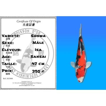 Koï Japon Showa mâle éleveur Isa 47cm