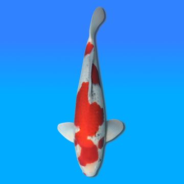 Koï Japon Goshiki mâle éleveur Otsuka 48cm