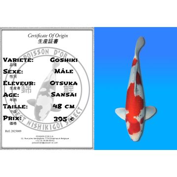 Koï Japon Goshiki mâle éleveur Otsuka 48cm