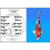 Koï Japon Goshiki mâle éleveur Otsuka 48cm