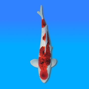 Koï Japon Goromo mâle éleveur Sakasume 49cm