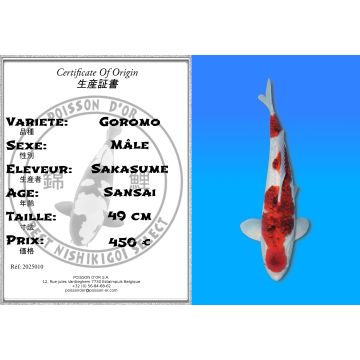 Koï Japon Goromo mâle éleveur Sakasume 49cm