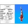 Koï Japon Goromo mâle éleveur Sakasume 49cm