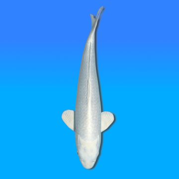 Koï Japon Purachina mâle éleveur Sakasume 50cm