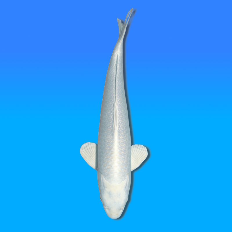 Koï Japon Purachina mâle éleveur Sakasume 50cm