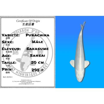 Koï Japon Purachina mâle éleveur Sakasume 50cm
