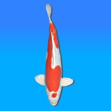 Koï Japon Kikusui mâle éleveur Sakasume 51cm