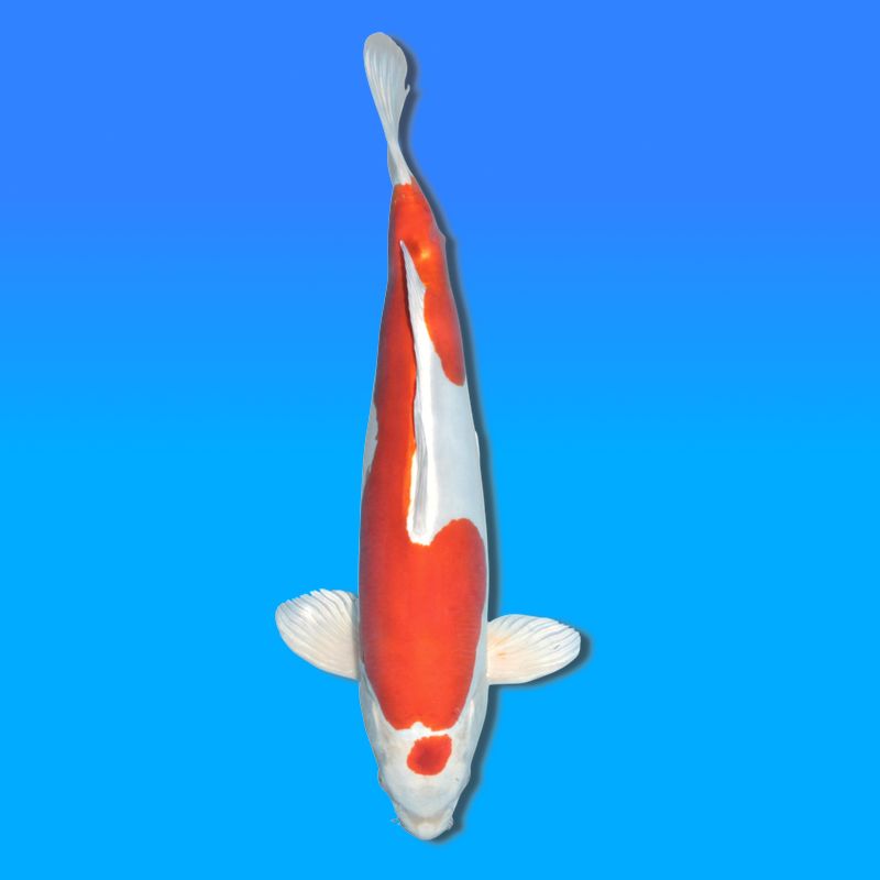 Koï Japon Kikusui mâle éleveur Sakasume 51cm