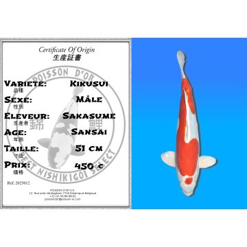 Koï Japon Kikusui mâle éleveur Sakasume 51cm