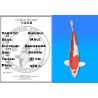 Koï Japon Kikusui mâle éleveur Sakasume 51cm