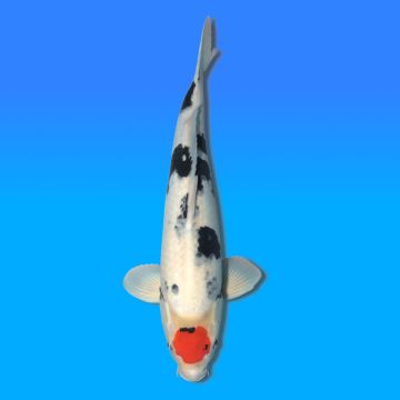 Koï Japon Tancho Showa mâle éleveur Omosako 52cm