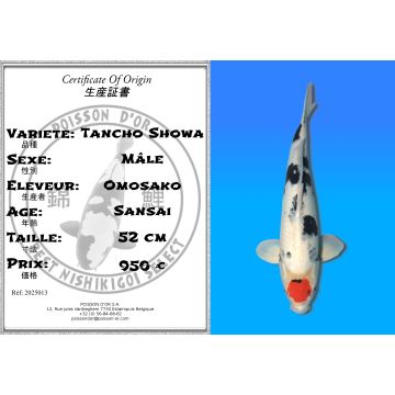 Koï Japon Tancho Showa mâle éleveur Omosako 52cm