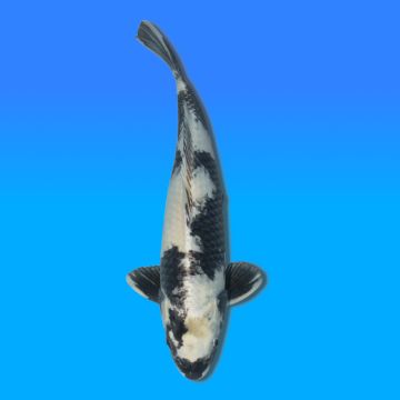 Koï Japon Gin Shiro Utsuri mâle éleveur Kano 45cm