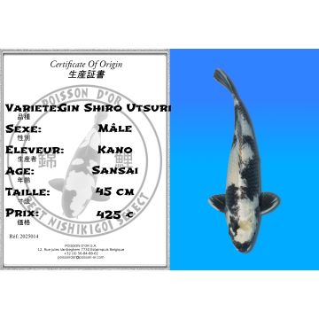 Koï Japon Gin Shiro Utsuri mâle éleveur Kano 45cm