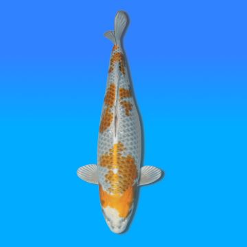 Koï Japon Kirin femelle éleveur Wada 51cm
