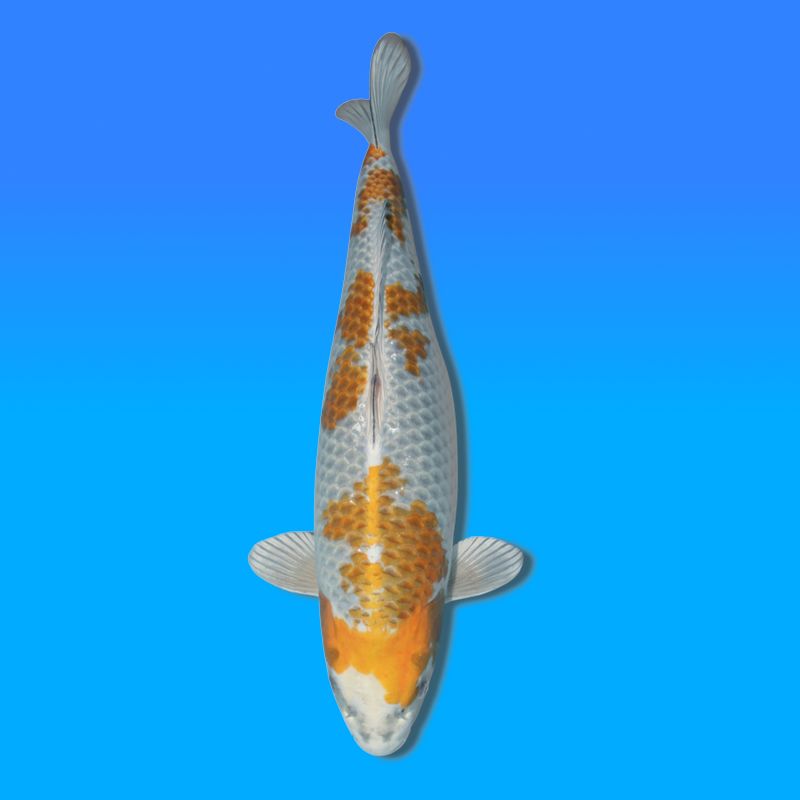 Koï Japon Kirin femelle éleveur Wada 51cm