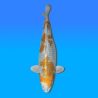 Koï Japon Kirin femelle éleveur Wada 51cm