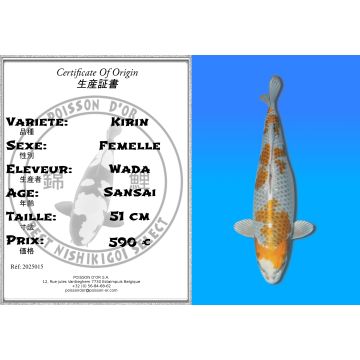 Koï Japon Kirin femelle éleveur Wada 51cm