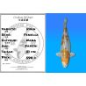 Koï Japon Kirin femelle éleveur Wada 51cm