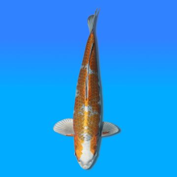 Koï Japon Kirin mâle éleveur Wada 54cm