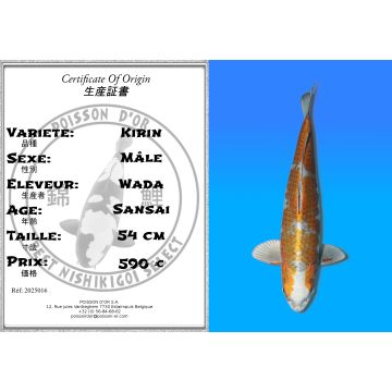 Koï Japon Kirin mâle éleveur Wada 54cm