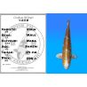 Koï Japon Kirin mâle éleveur Wada 54cm