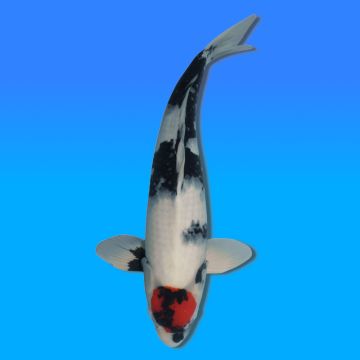 Koï Japon Tancho Showa mâle éleveur Kase 52cm