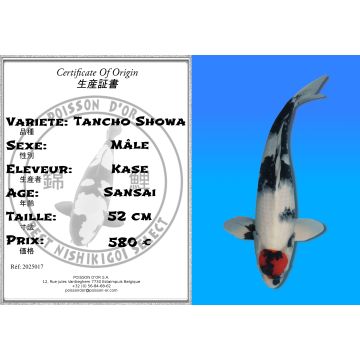 Koï Japon Tancho Showa mâle éleveur Kase 52cm