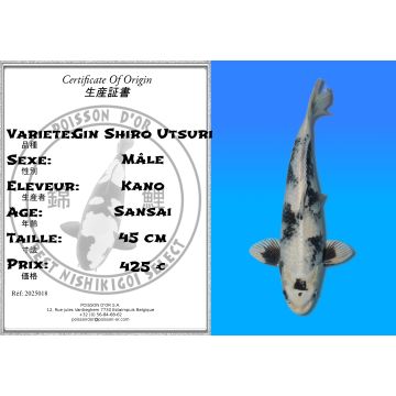 Koï Japon Gin Shiro Utsuri mâle éleveur Kano 45cm