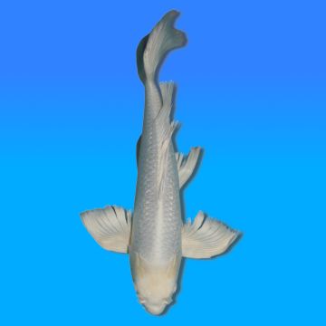 Koï Japon Voilée Purachina mâle éleveur Suda 53cm