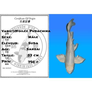 Koï Japon Voilée Purachina mâle éleveur Suda 53cm