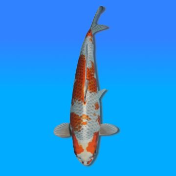 Koï Japon Kirin mâle éleveur Wada 49cm