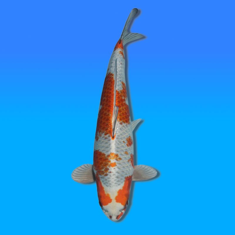 Koï Japon Kirin mâle éleveur Wada 49cm