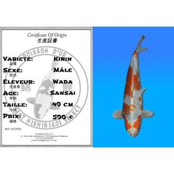 Koï Japon Kirin mâle éleveur Wada 49cm