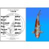 Koï Japon Kirin mâle éleveur Wada 49cm