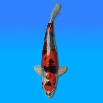 Koï Japon Beni Kikokuryu mâle éleveur Kano 47cm