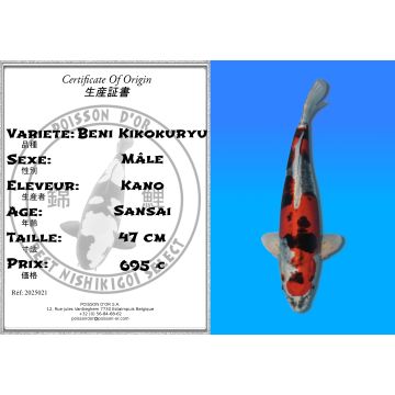 Koï Japon Beni Kikokuryu mâle éleveur Kano 47cm