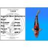 Koï Japon Beni Kikokuryu mâle éleveur Kano 47cm