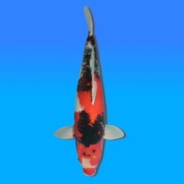 Koï Japon Showa mâle éleveur Himitsu 57cm